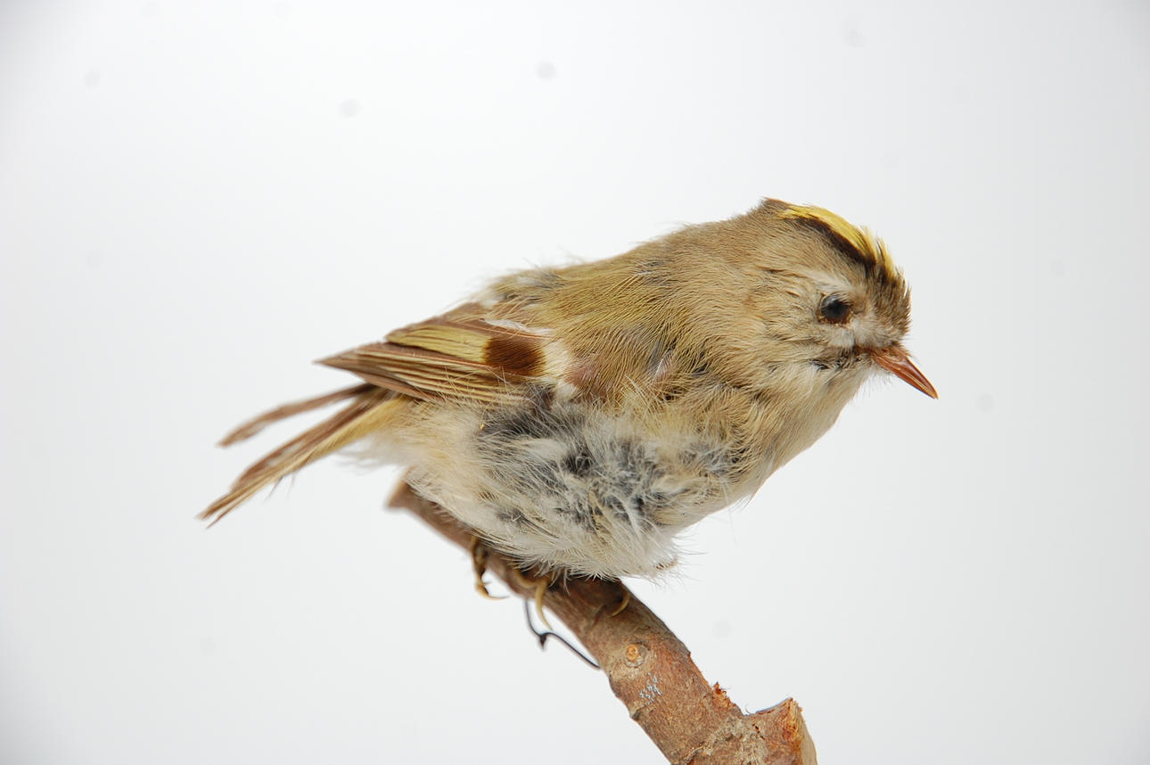 KUNGSFÅGEL, uppstoppad.