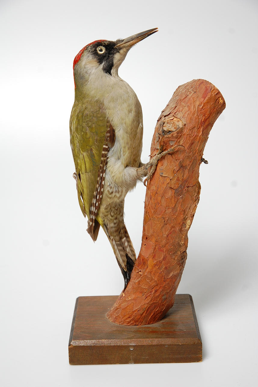 GRÖNGÖLING, uppstoppad.