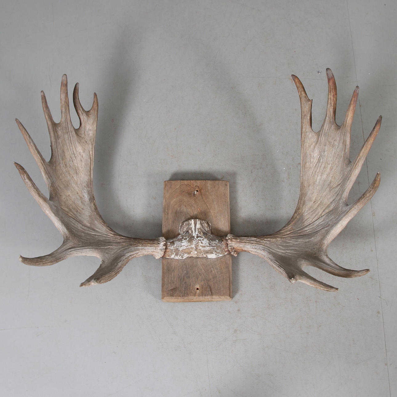 ELG HORN, 18 ben, 1900-tallet.