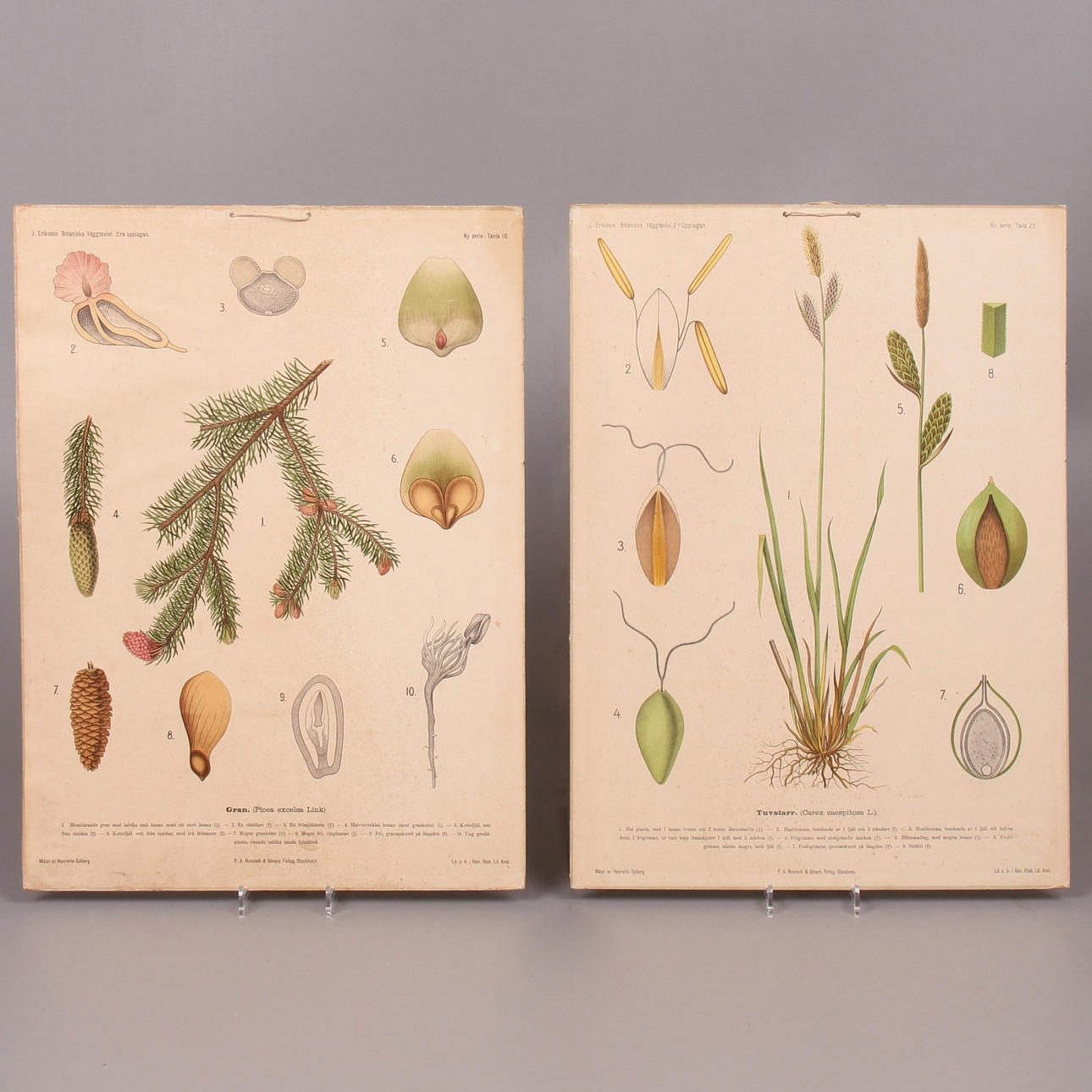 SKOLPLANSCHER, 2 st. växter, P.A Nordstedt och söners förlag, Stockholm.