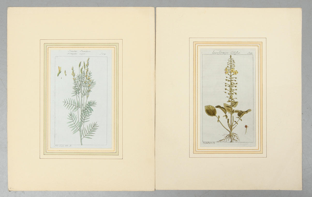 KOPPARSTICK, 2 st, Botanik, 1800-tal, handkolorerade.