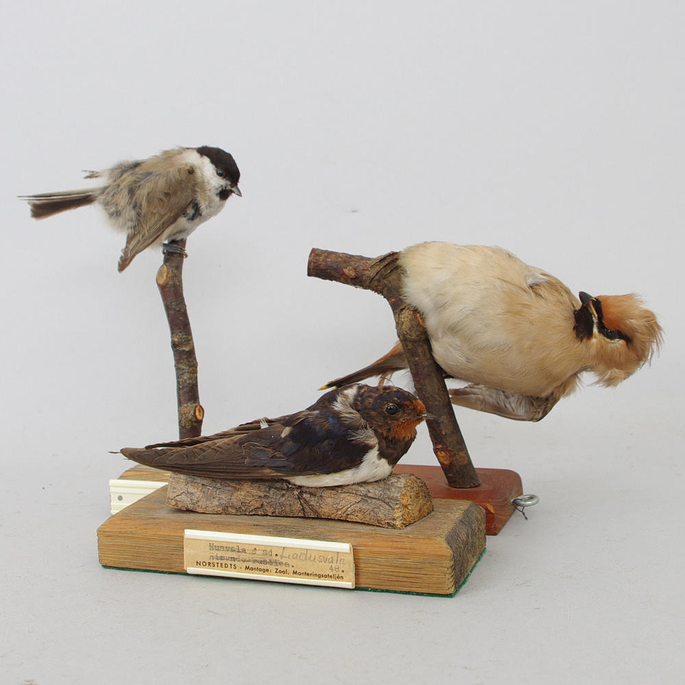 UPPSTOPPADE FÅGLAR, 3 stycken.
