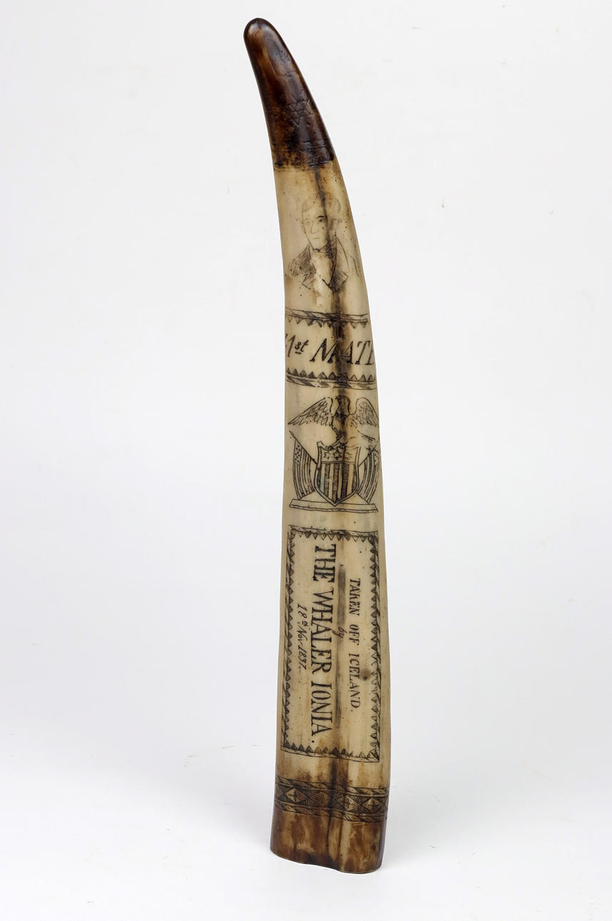 TOOTH , tusk with engraving, replica.