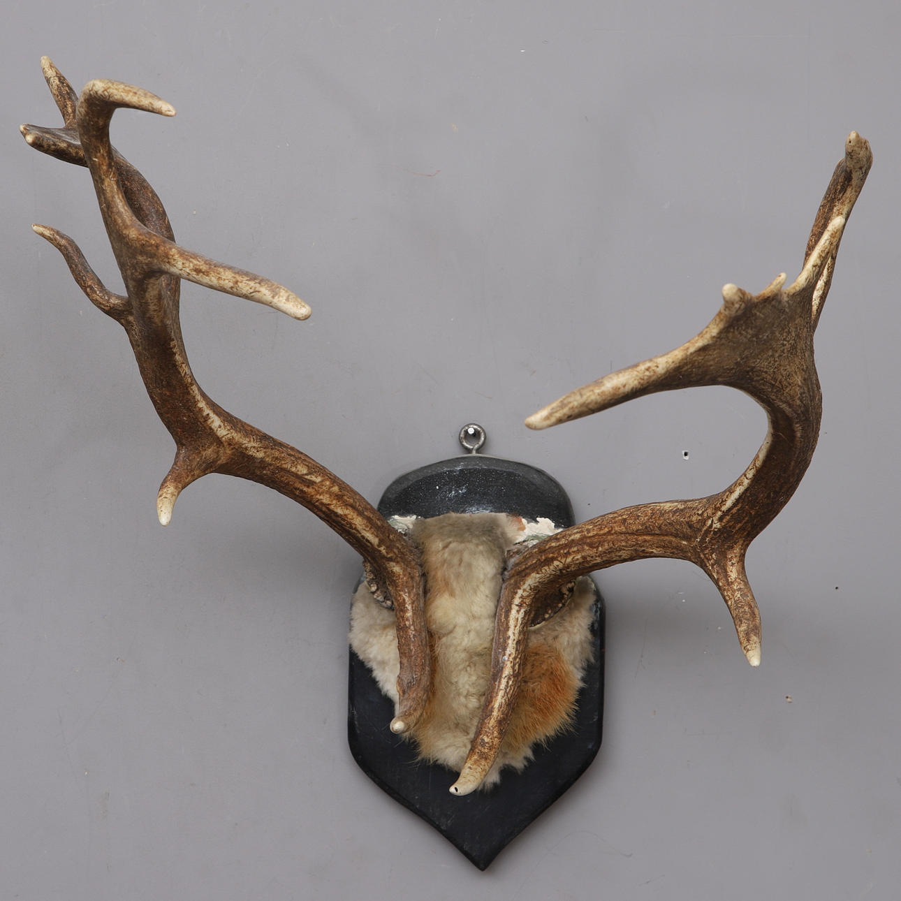 RENHORN, väggdekoration.