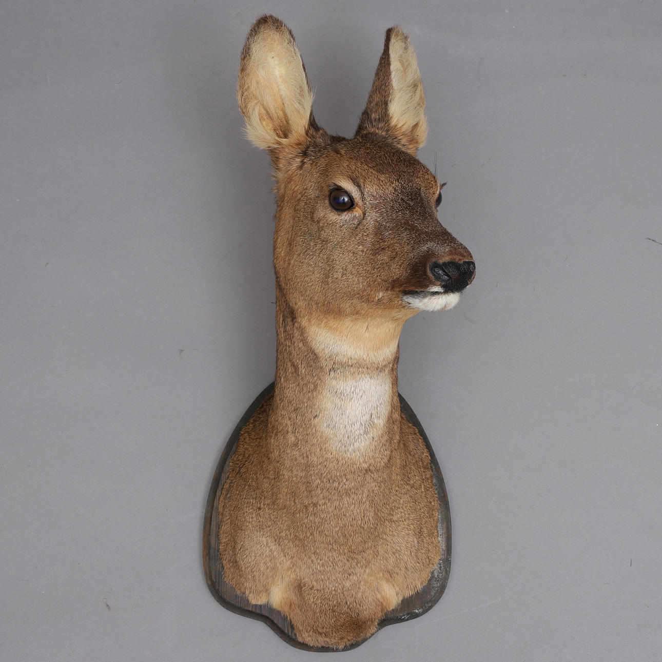 TROFÉ, rådjurshuvud, uppstoppad, taxidermi. Övrigt - Övrigt - Auctionet