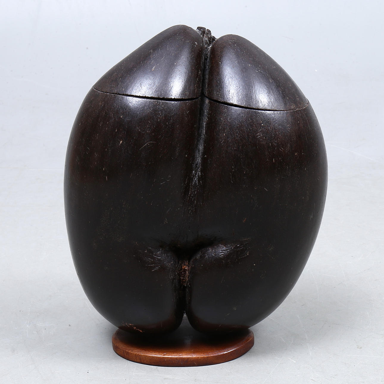 SCULPTURE/BOX, kaksoismutteri, Seychellit.