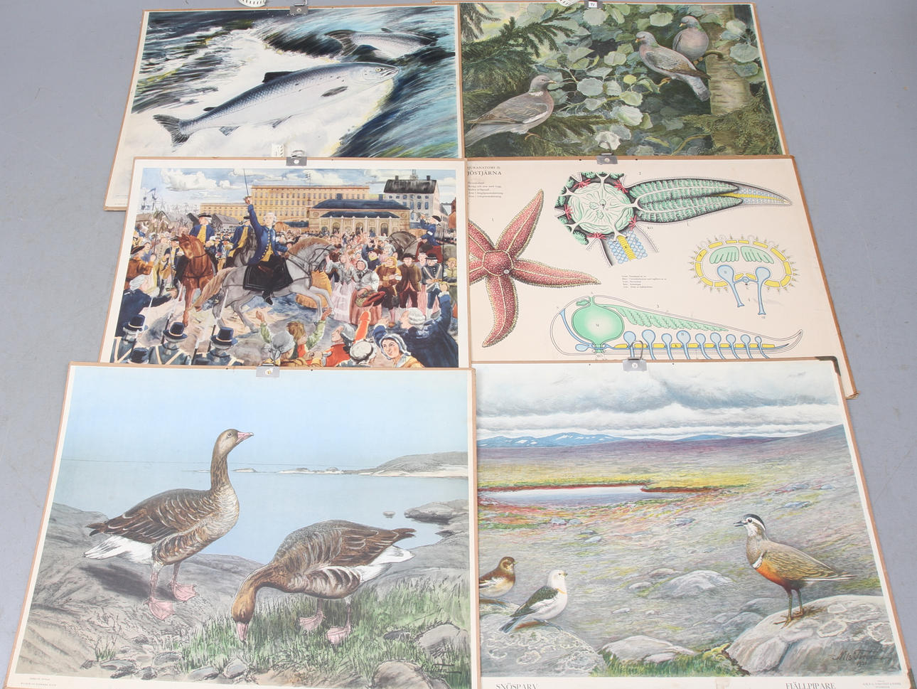 SKOLPLANCHER, 6 st, motiv av djur, växter samt Gustaf III, omkring 1900-talets mitt.