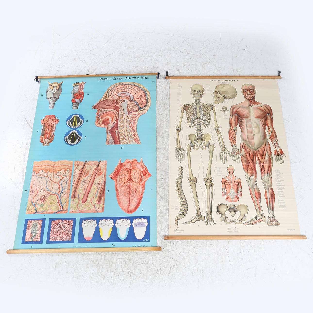 PLANSCHER 2 st. anatomi.