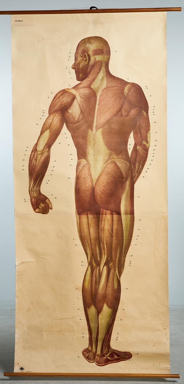 ANATOMISK PLANSCH, 1900-talets mitt.