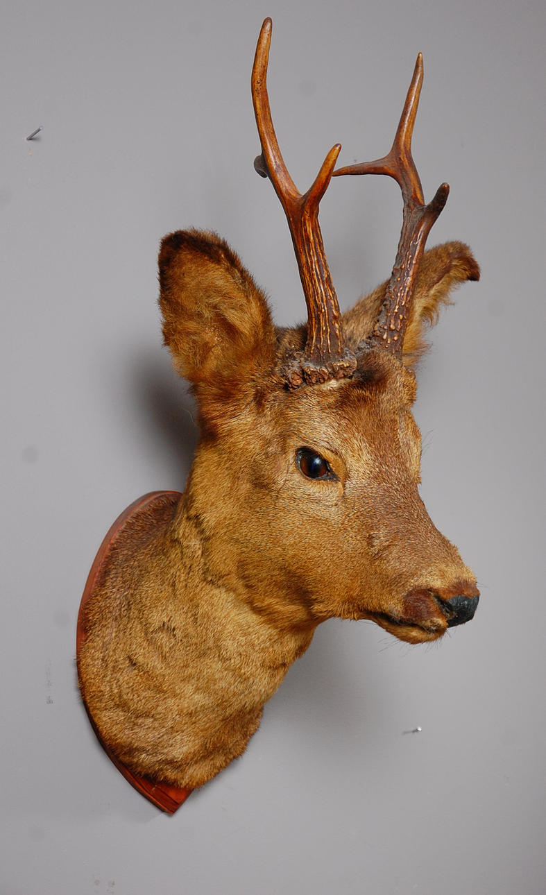 JAKTTROFÉ, Råbock, 1900-talets mitt.