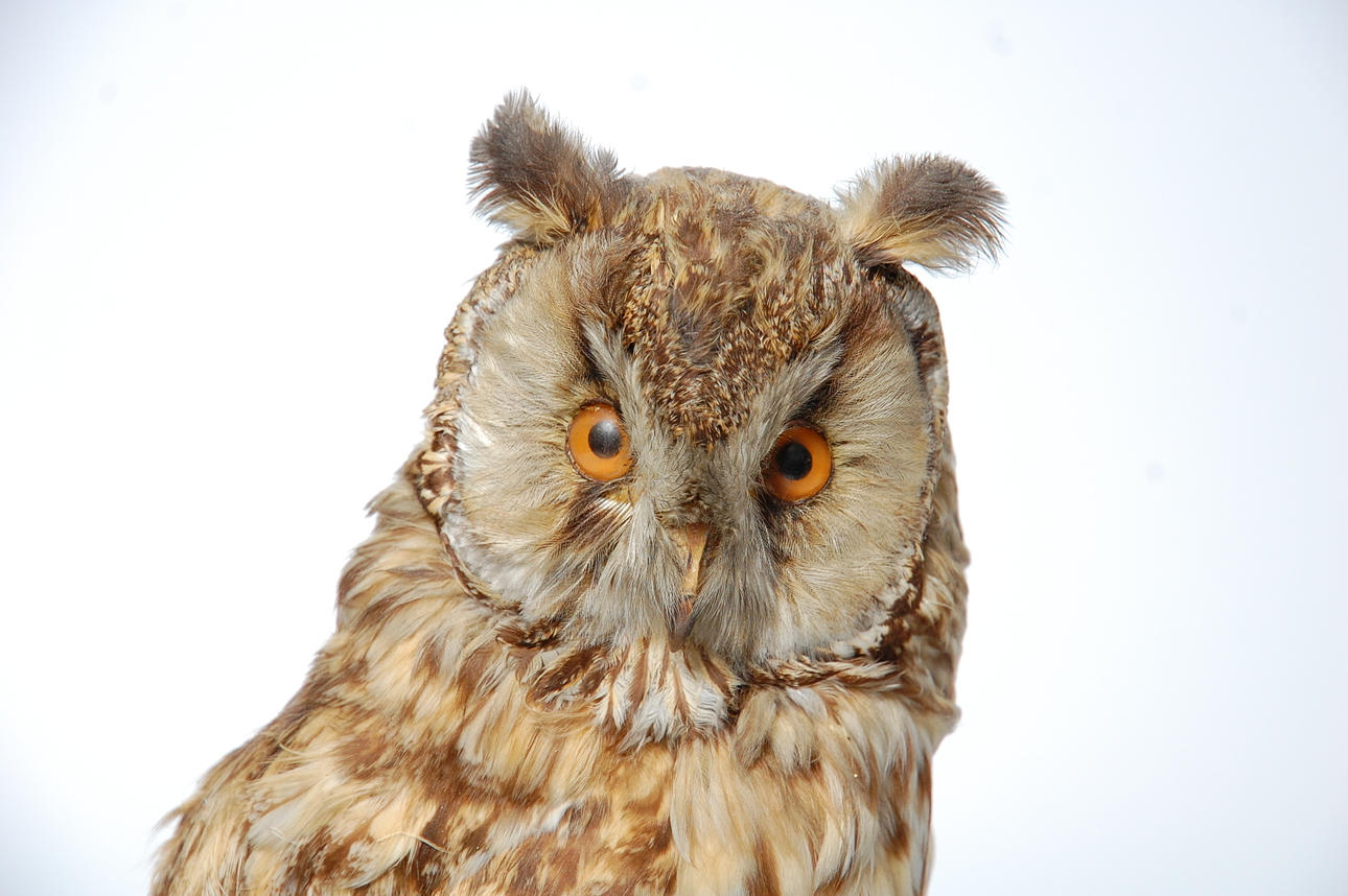 HORNUGGLA, uppstoppad, 22/5 1943, konservator Stig Linden Örkeljunga.