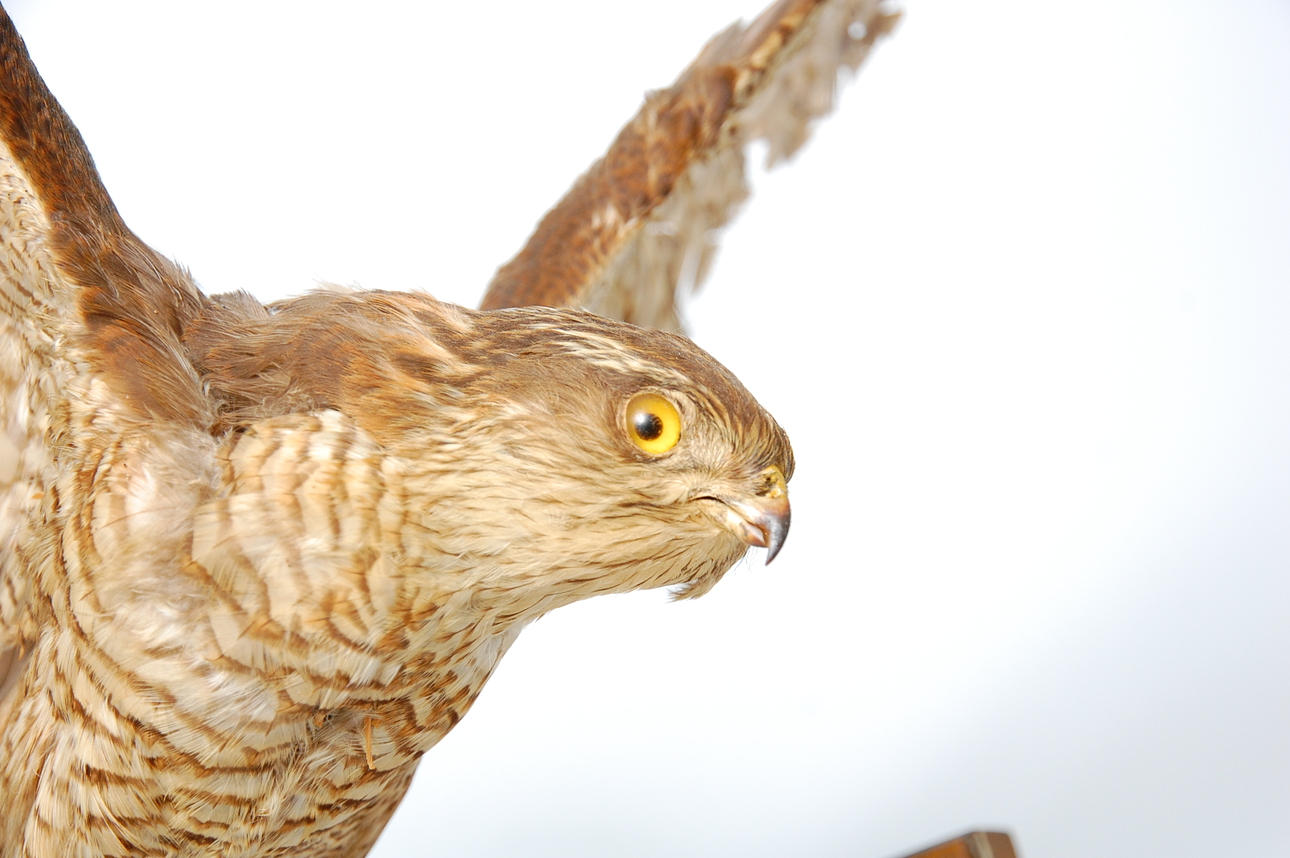 SPARVHÖK, uppstoppad 11/9 1943 av konservator Wilhelm Karlsson Glimmåkra.