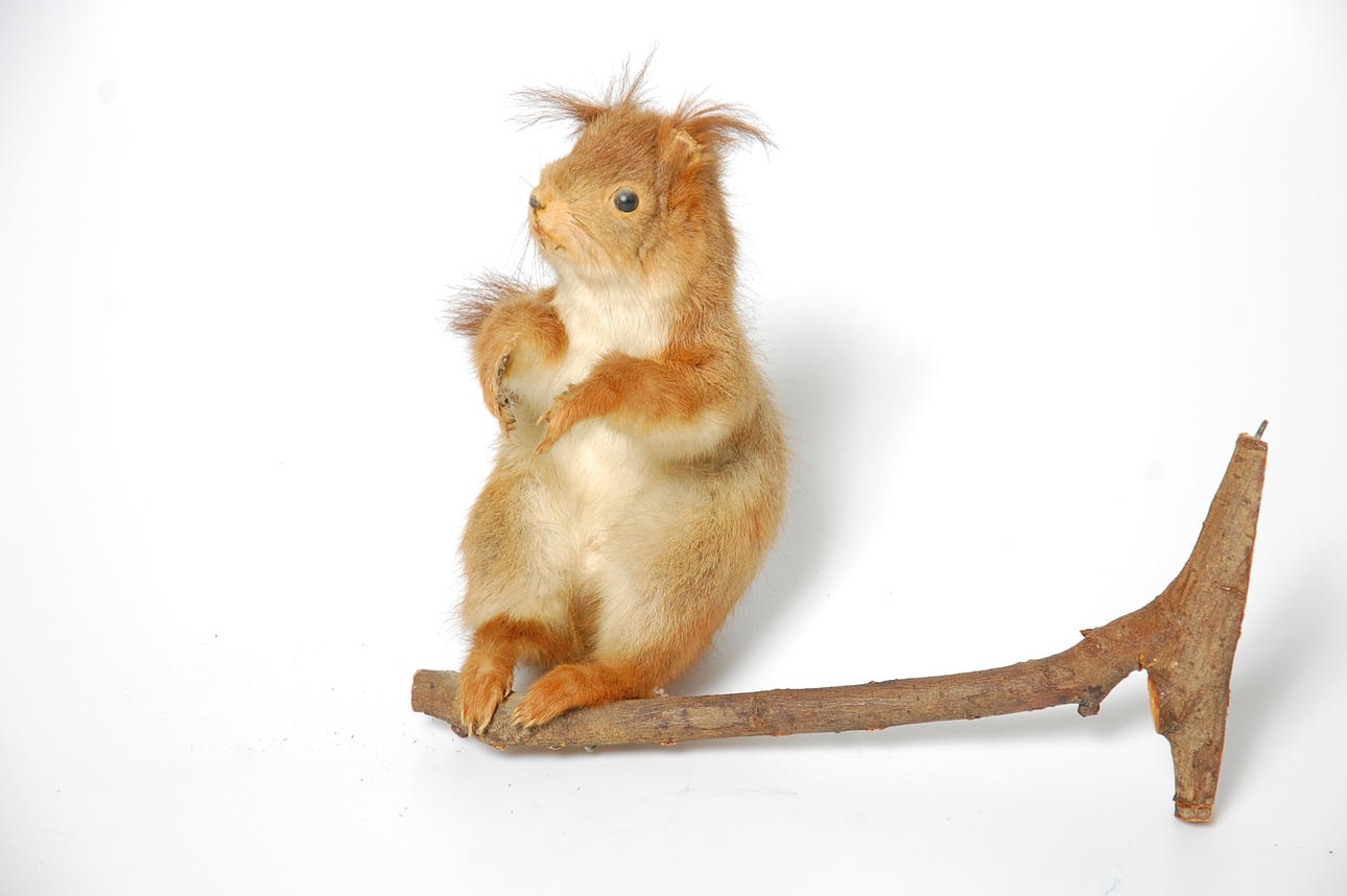 EKORRE, uppstoppad, 1930-tal.