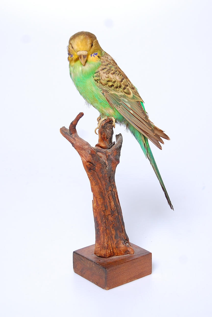 UNDULAT, uppstoppad, 1940-tal.