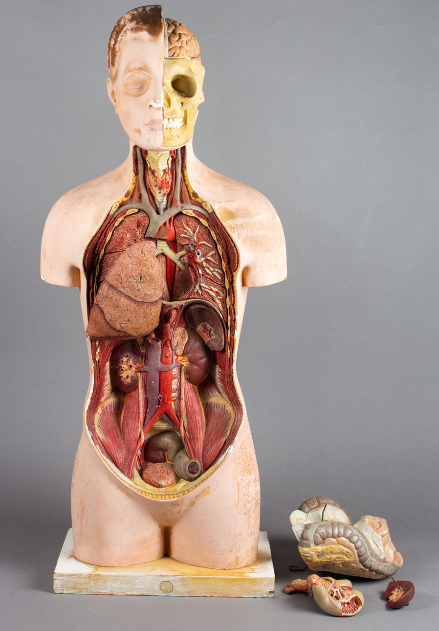 Anatomy body model, mid 20th century.