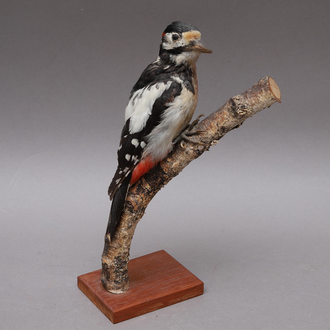 SPECHT, ausgestopfter Vogel, Taxidermie.