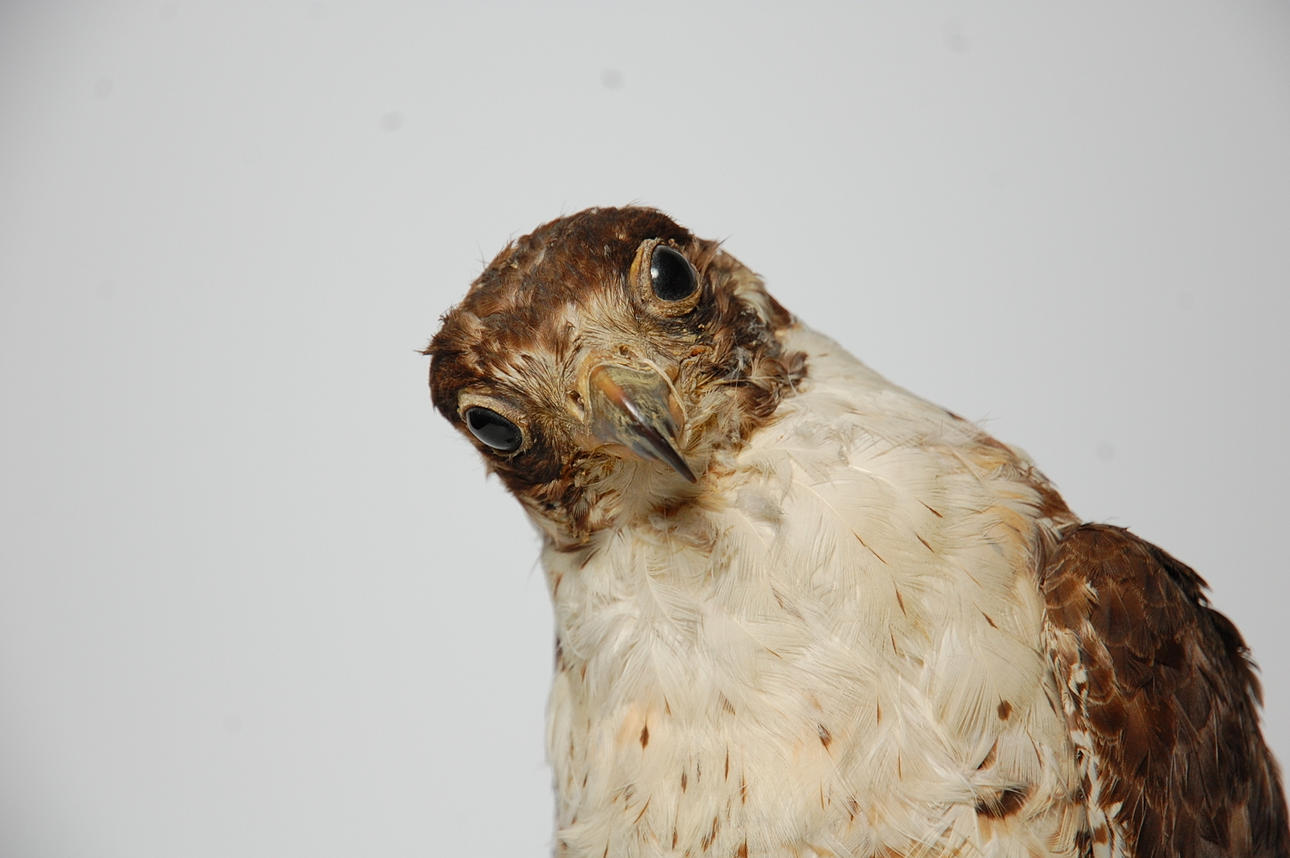 PILGRIMSFALK, uppstoppad 1922.