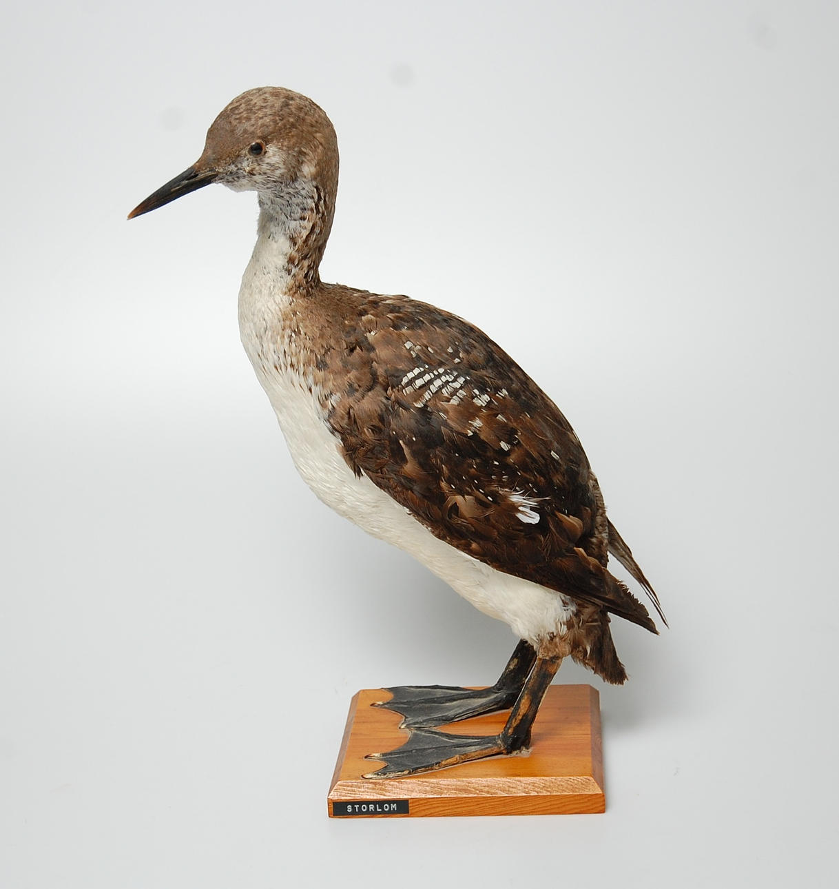 STORLOM, uppstoppad, 1900-talets mitt.