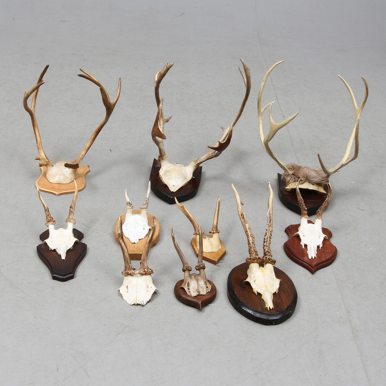 JAKTTROFÉER, 10 st, bland annat rådjur, 1900-tal.