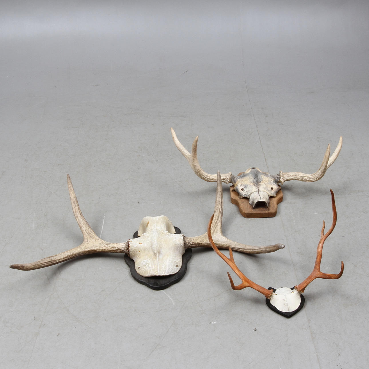 JAKTTROFEÉR, 3 st, älg samt ren.