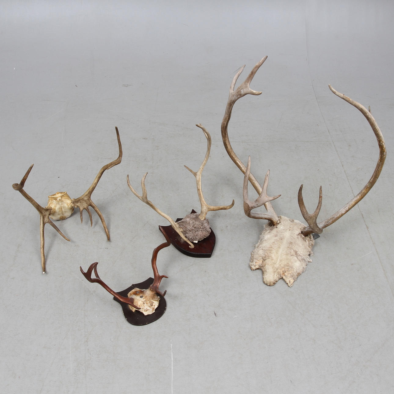 JAKTTROFEÉR, 4 st, bland annat ren.