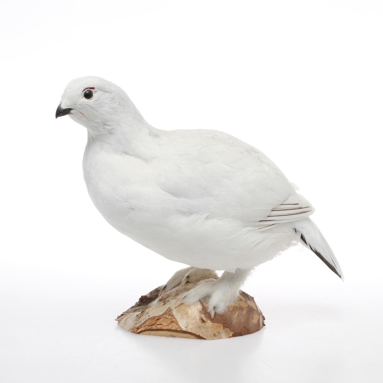 RIPA i vinterdräkt, uppstoppad, monterad.