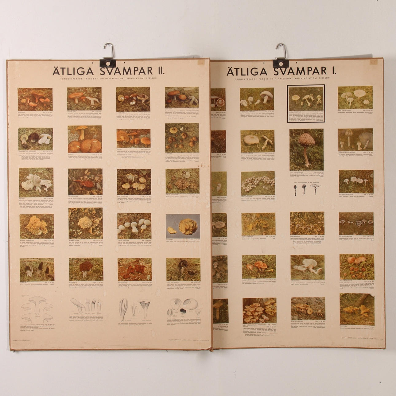 SKOLPLANSCHER, 2 st. Ätliga svampar, Generalstabens litografiska anstalt, Stockholm.