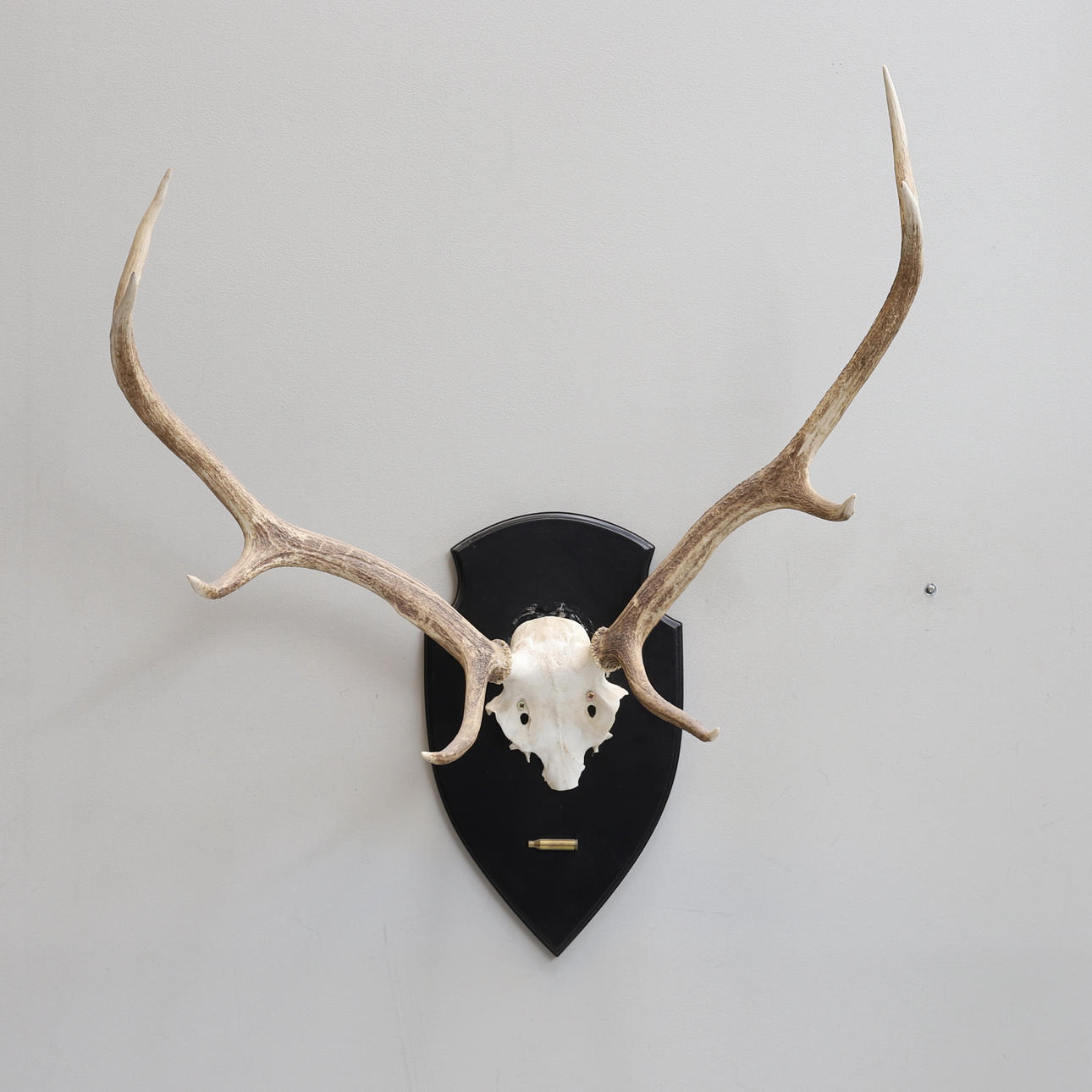 METSÄSTÖPOKKI, punahirvi.