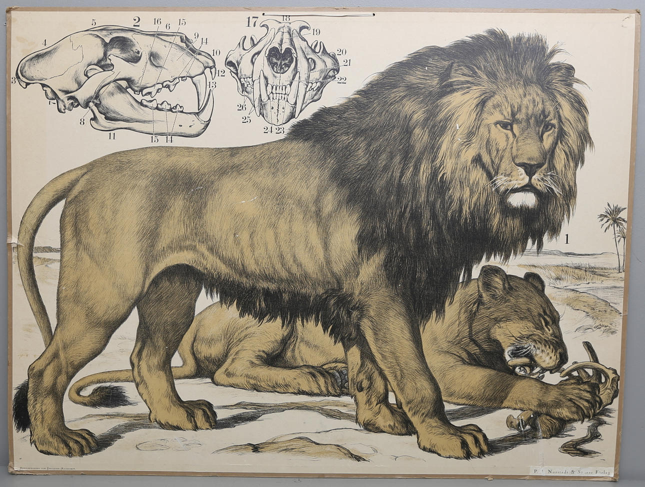 SKOLPLANSCH, Lejon, Nordstedt & Söner.