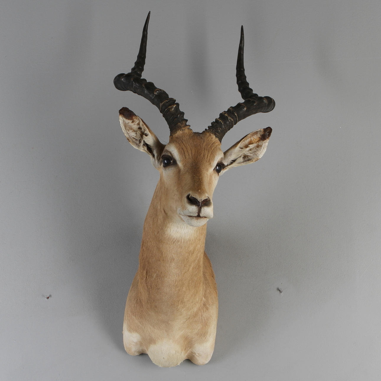JAKTTROFÉ, Impala.