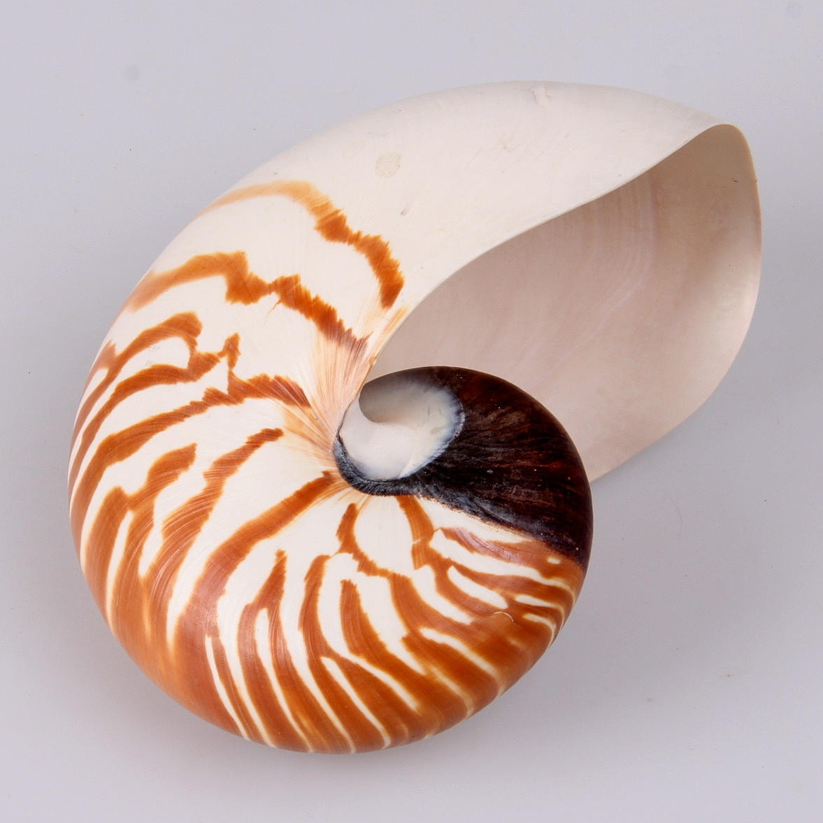 SNÄCKA, nautilussnäcka, längd 15 cm.
