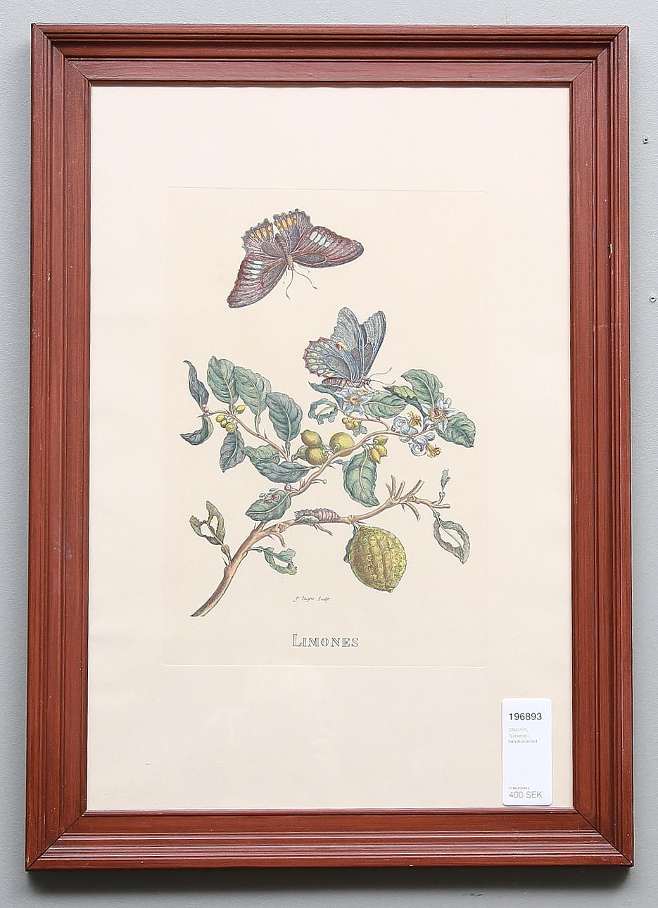 GRAVYR, "Limones", handkolorerad.