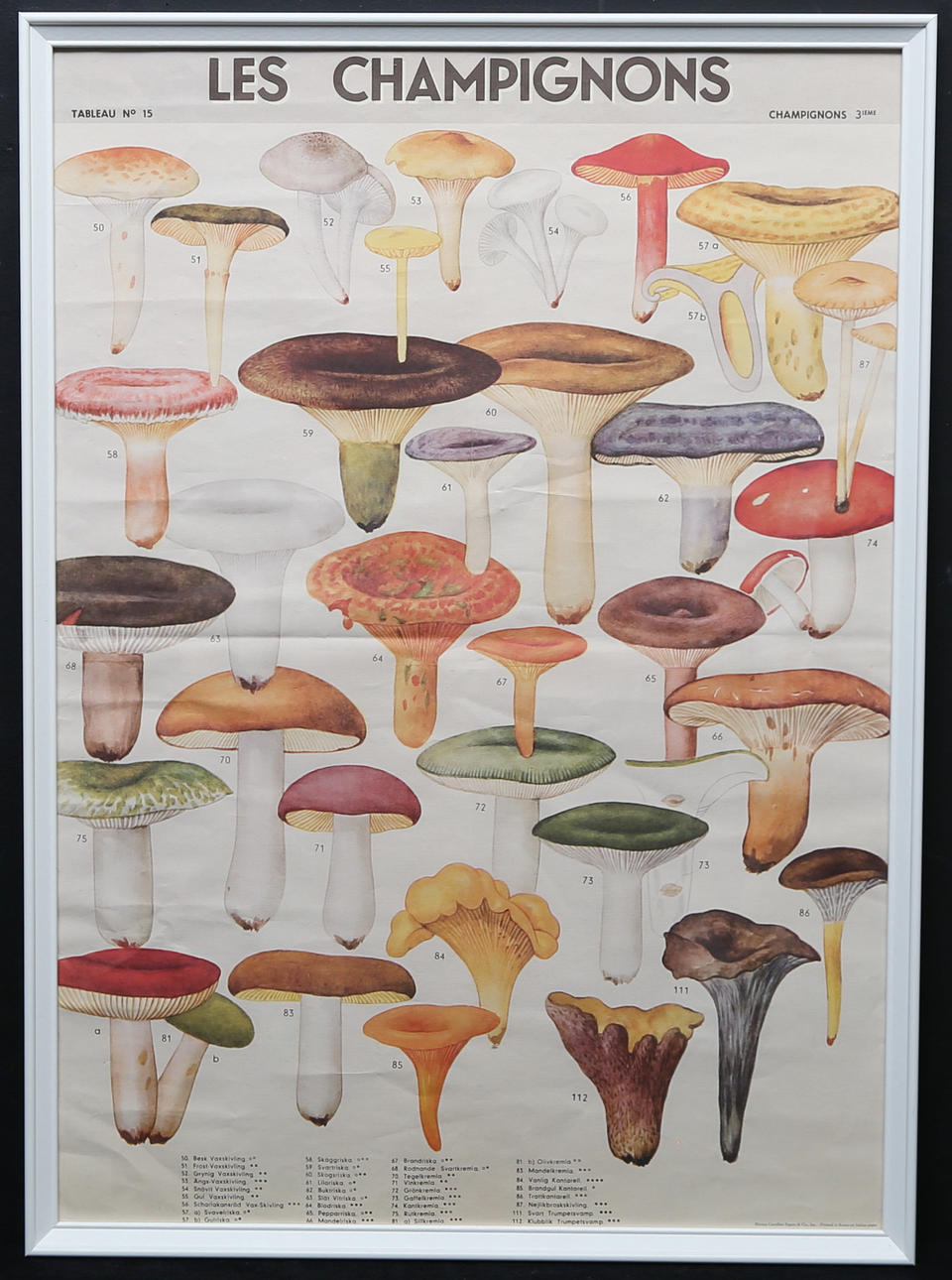 POSTER. Cavallini Papers & Co. Les Champignons.