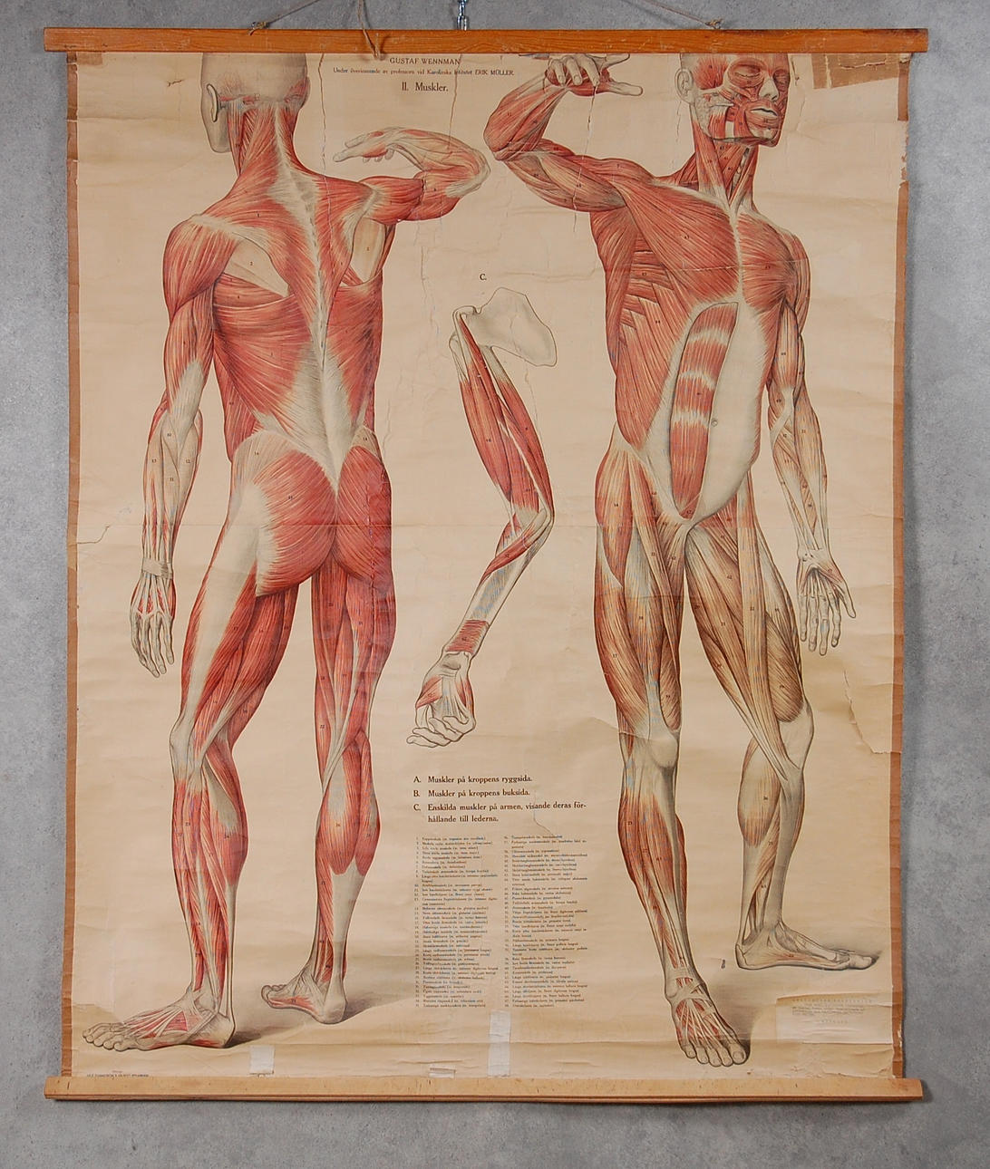 PLANSCH, Anatomisk, " Muskler " Gustaf Wennman.