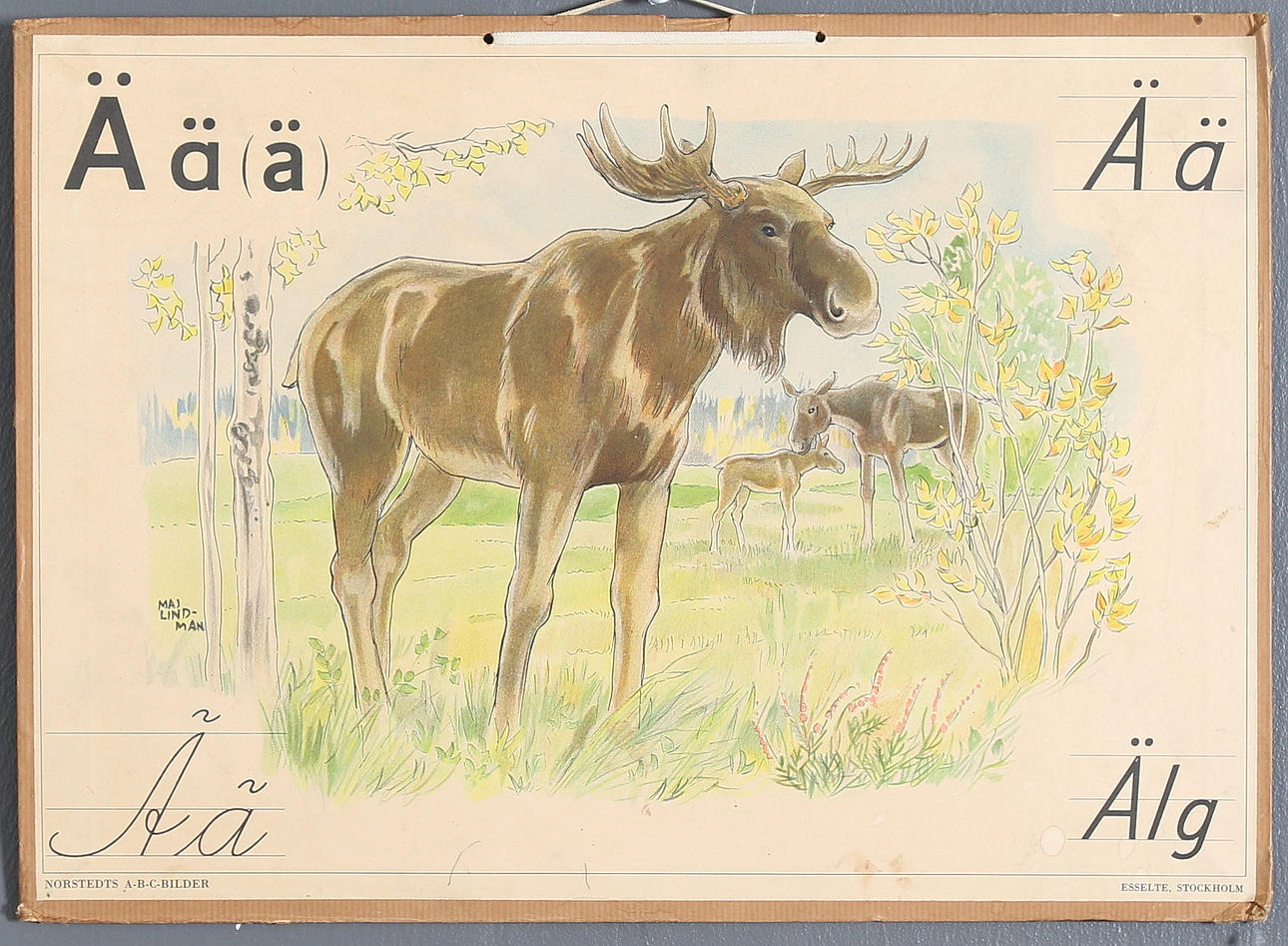 SKOLPLANSCH, "Ä som i älg", Norstedts A-B-C-bilder, Esselte, Stockholm.