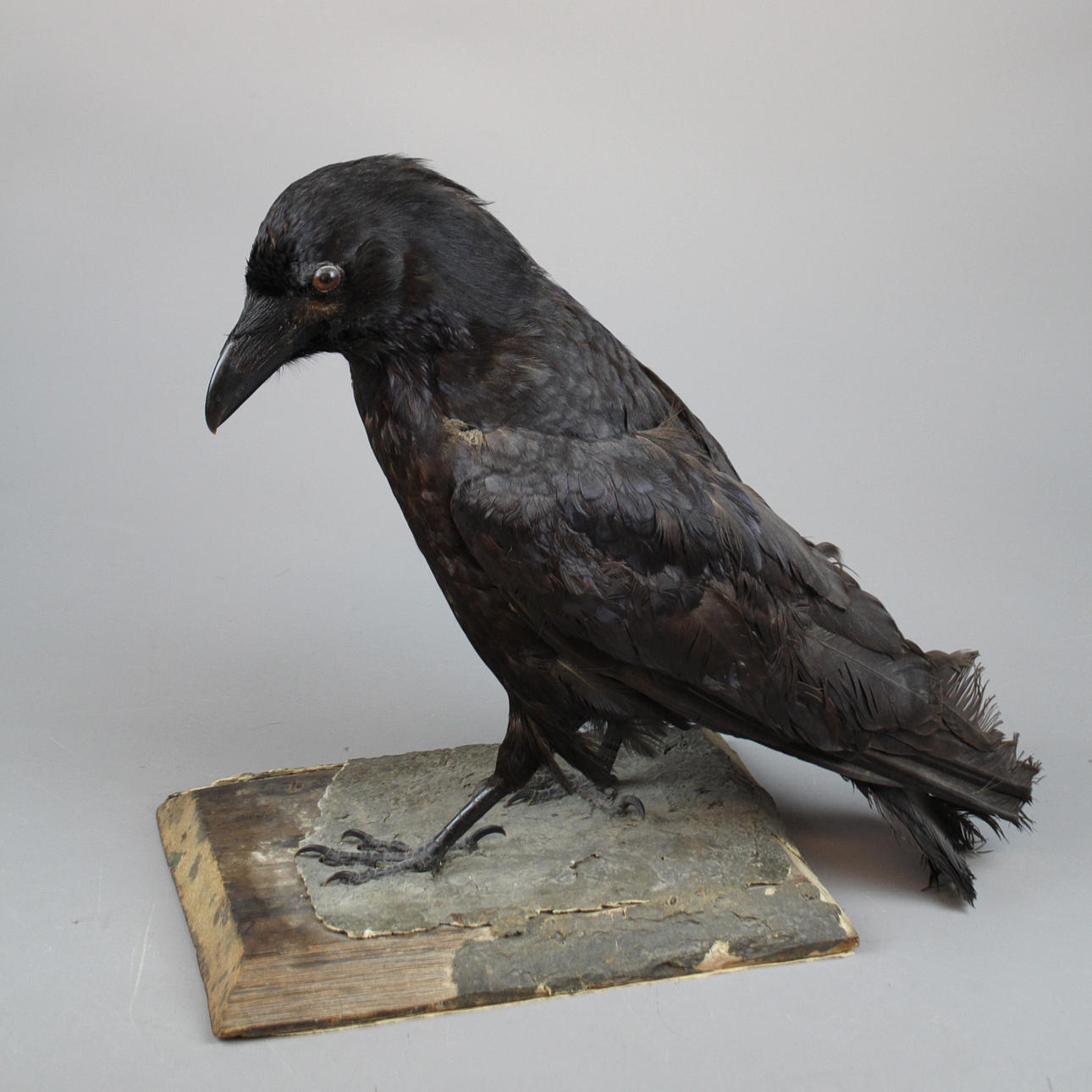 BIRD wahrscheinlich Rabe, ausgestopft.