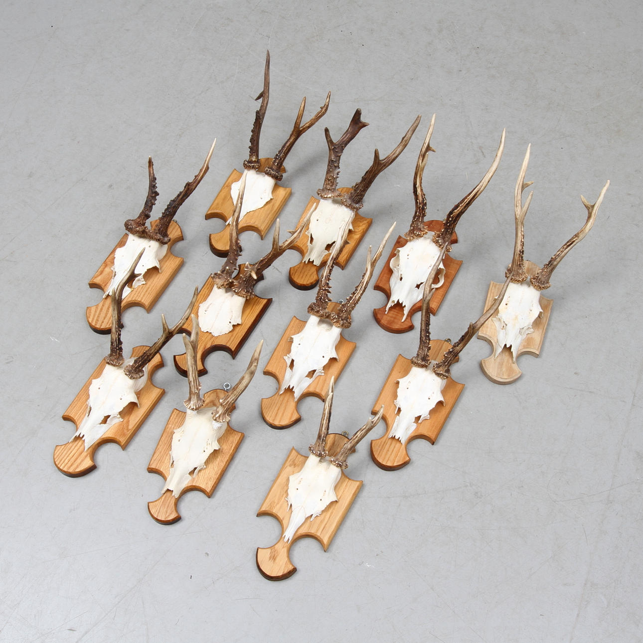 JAKTTROFÉER, 10 st, Hjortdjur.