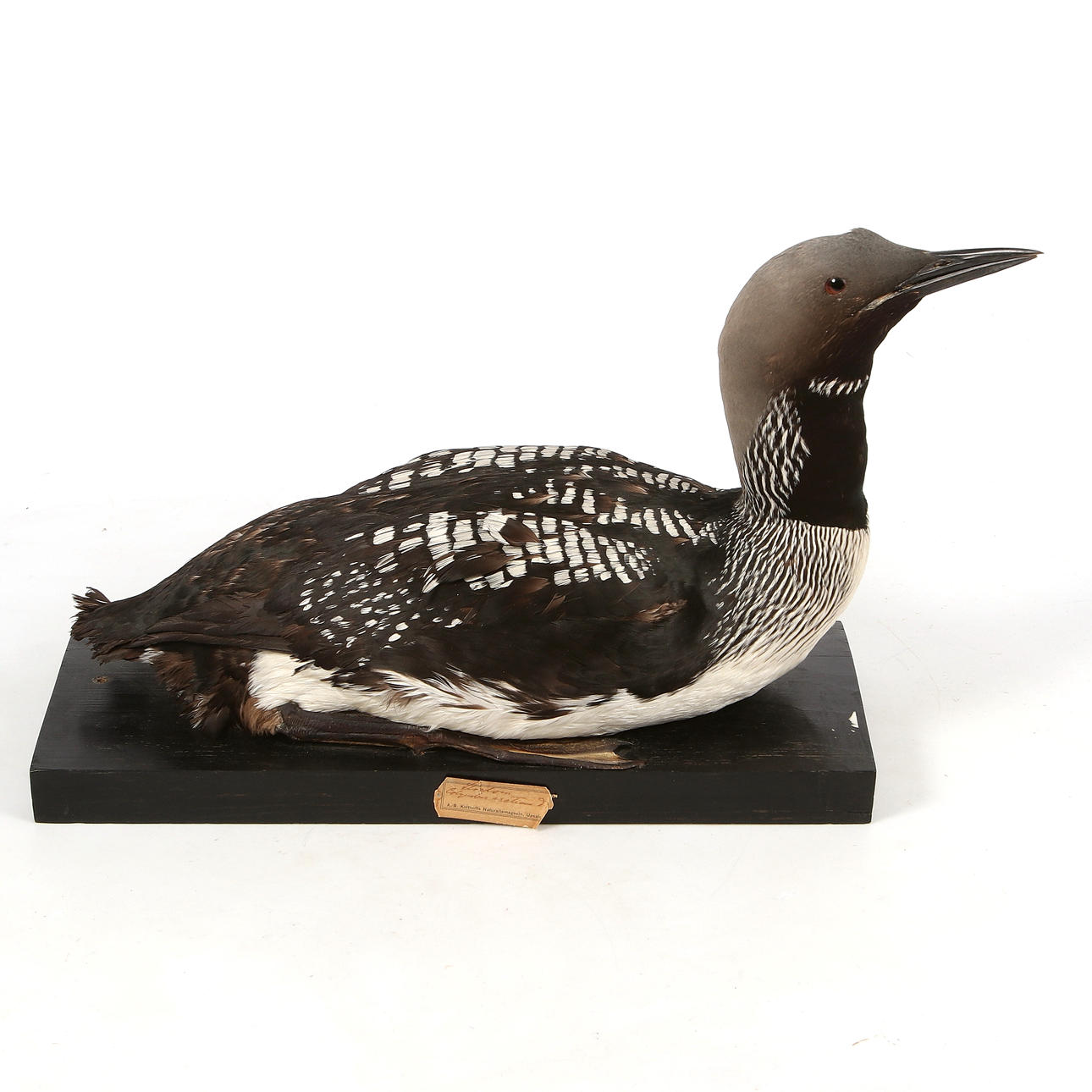 UPPSTOPPAD FÅGEL, Lom, 1900-tal.