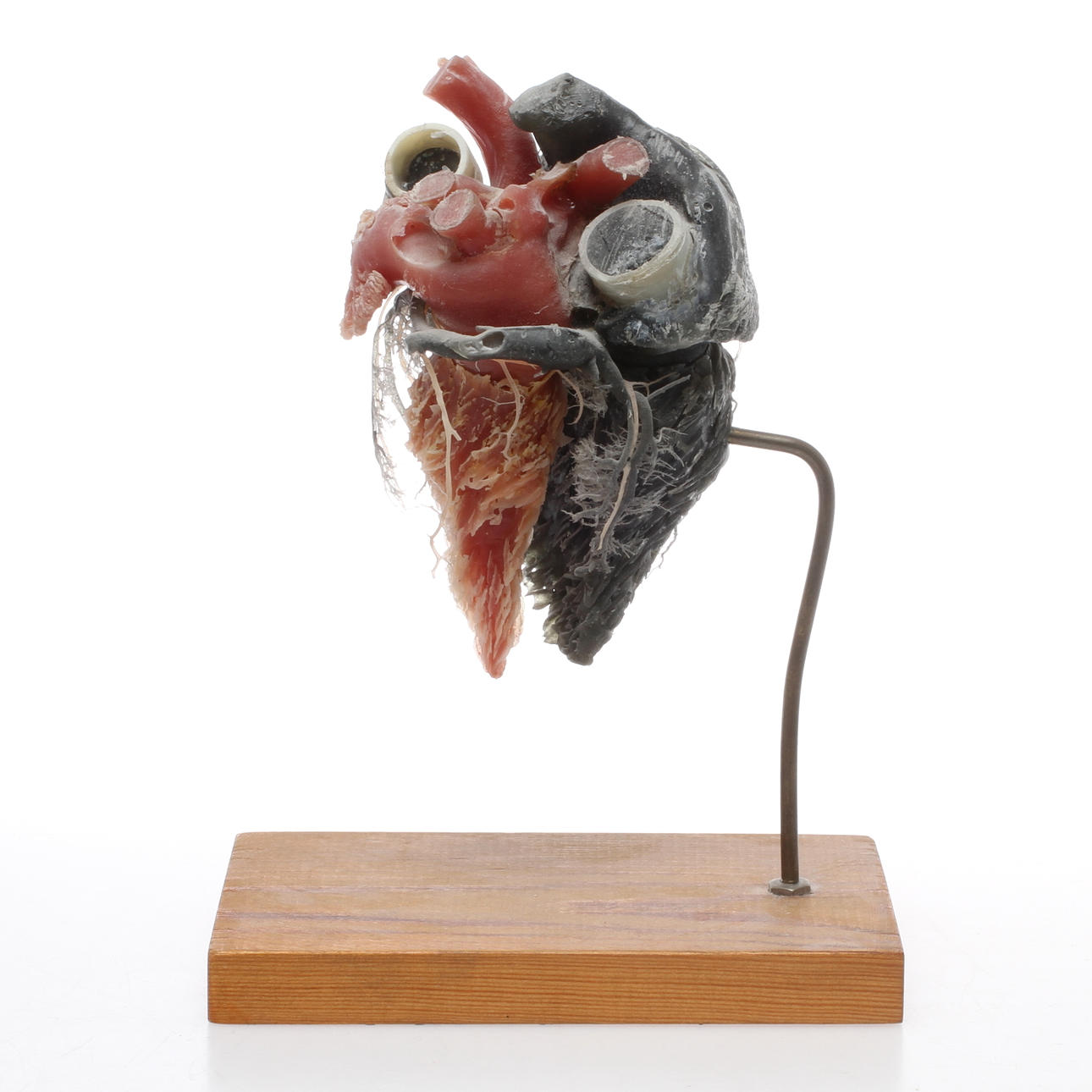 AVGJUTNING efter anatomiskt hjärta, plast, 1900-tal.