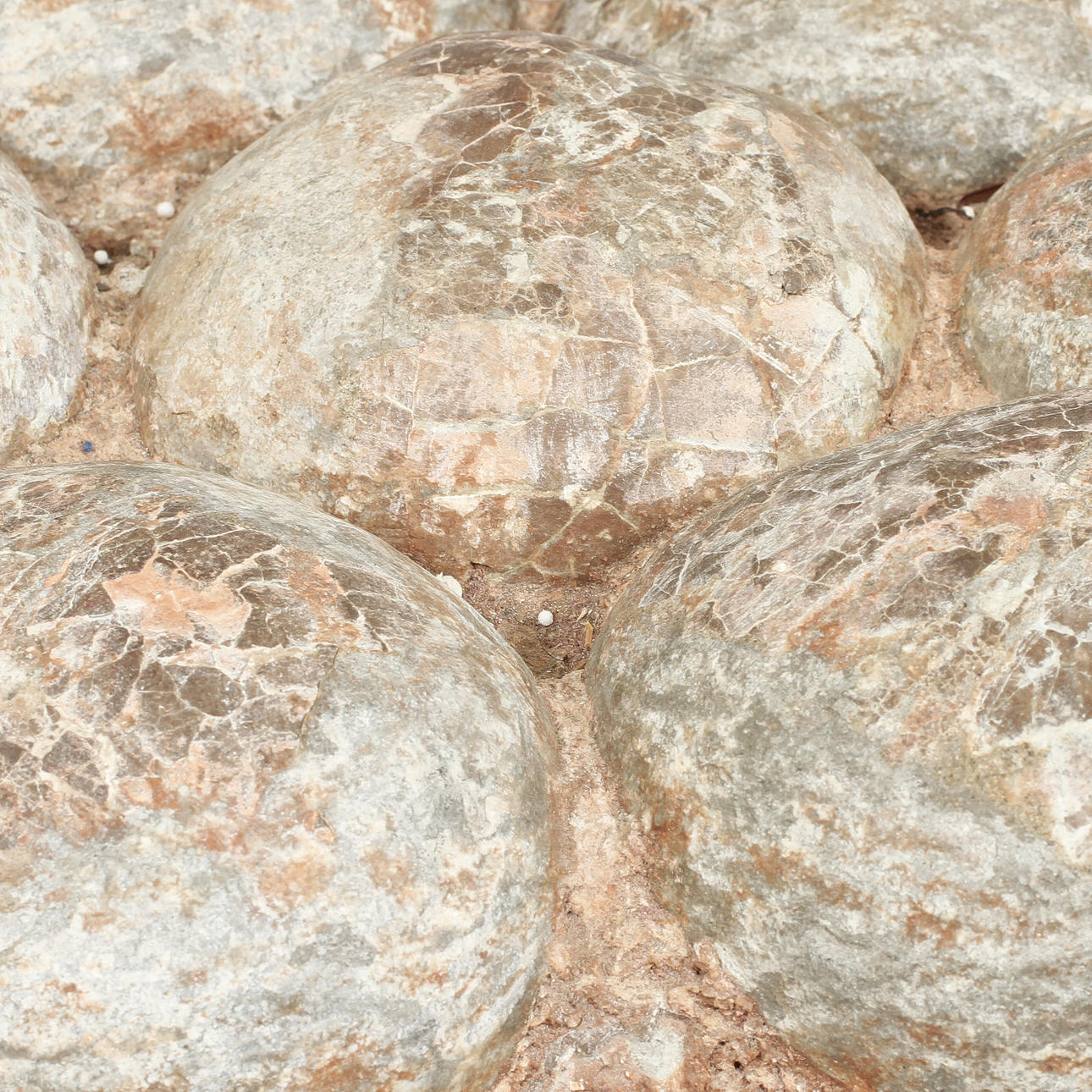 REDE, dinosaurieägg, 8 st.