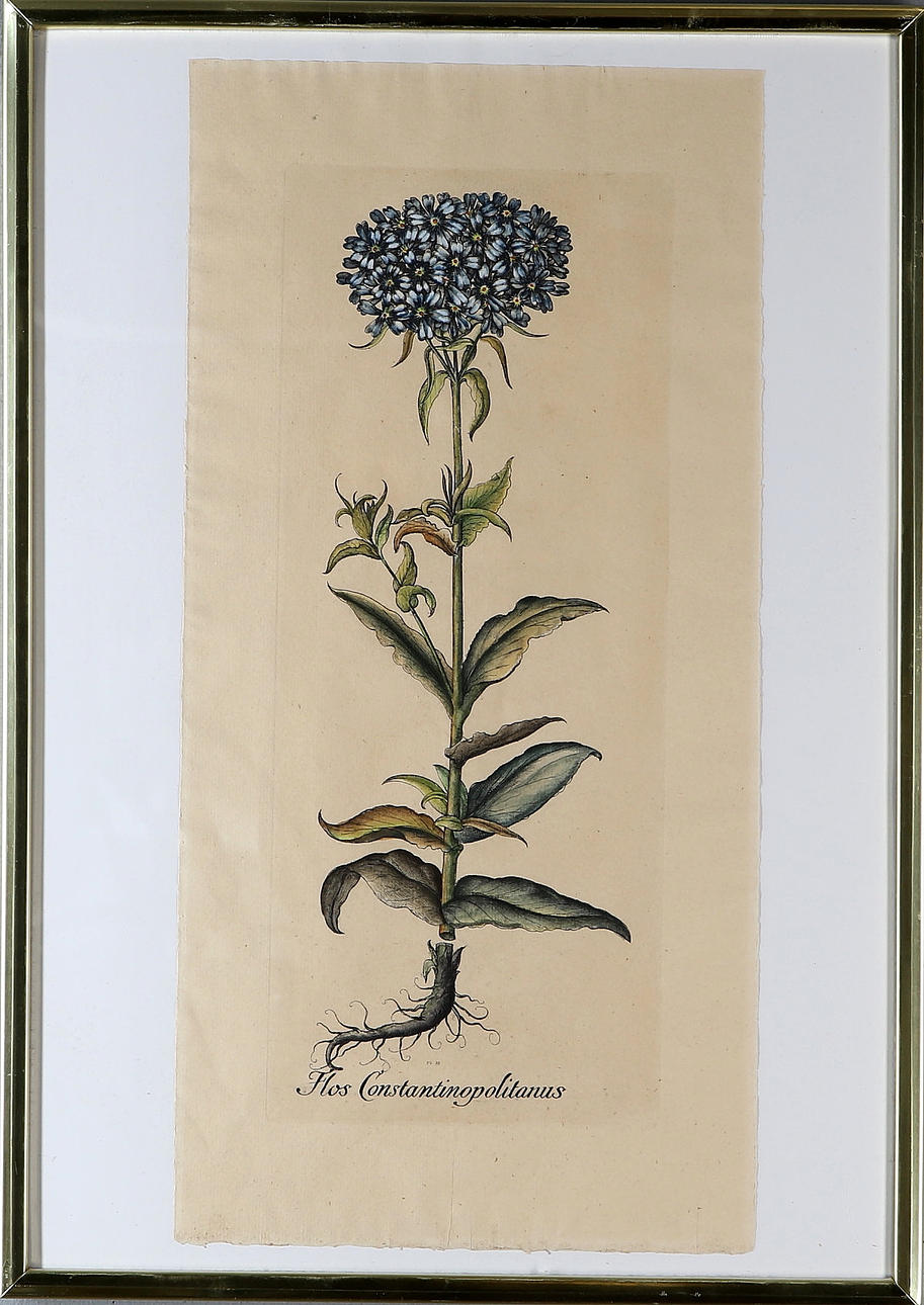 VÄXTPLANSCHER, 2 st, 1900-tal.