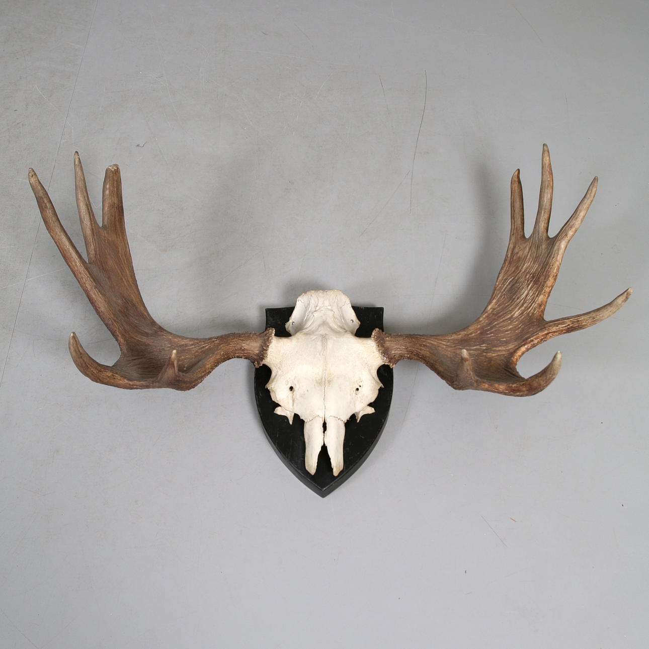 ÄLGHORN, 11 Krappen, 1900er.