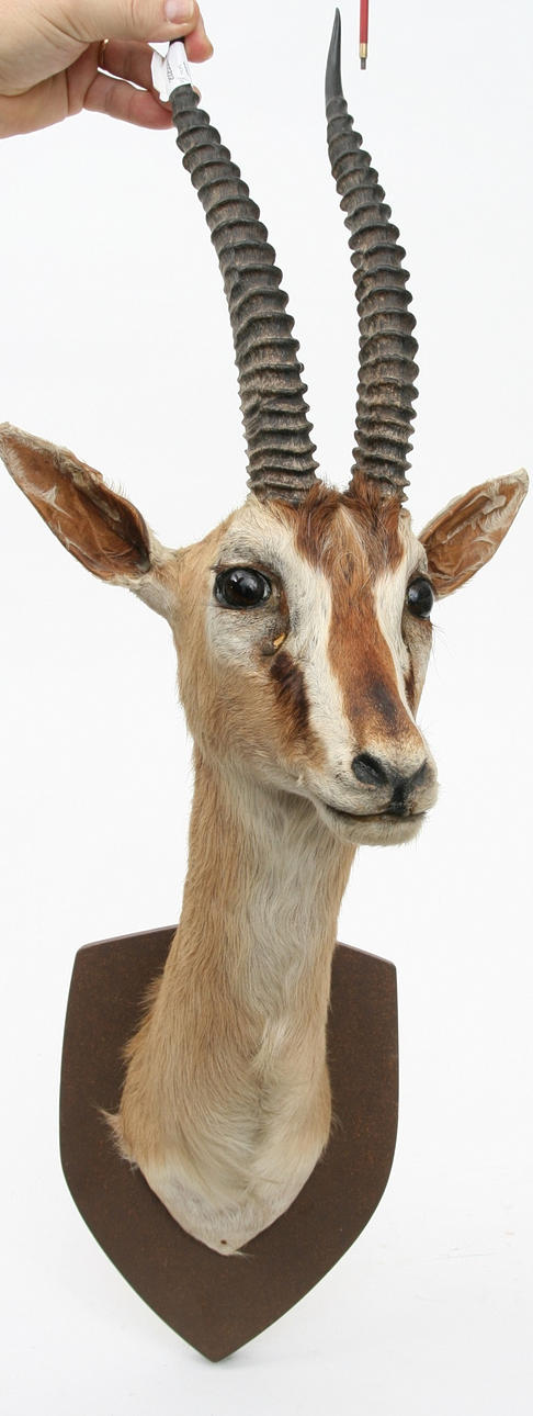 (454) TROFÆ, afrikansk.