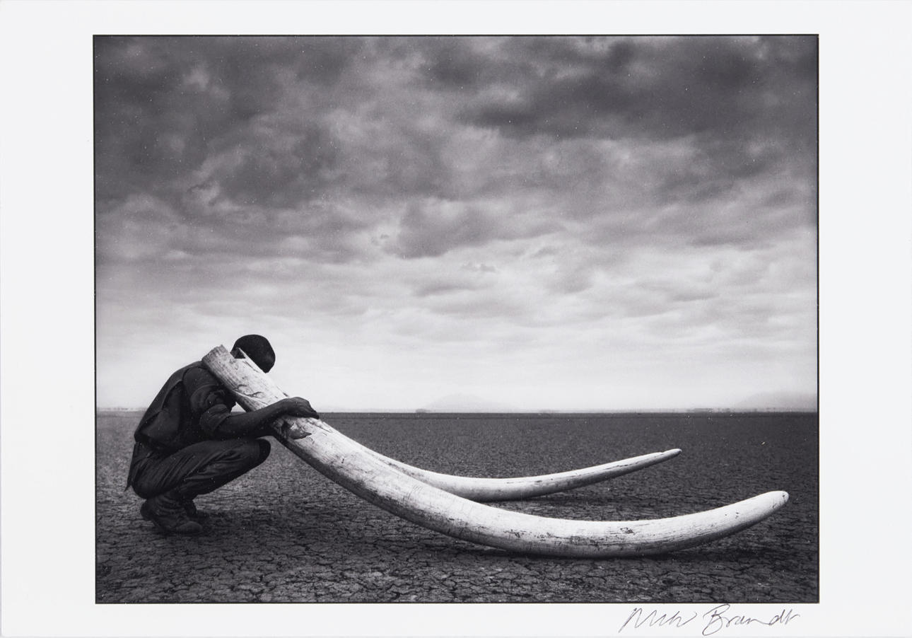 NICK BRANDT (STORBRITANNIEN, FÖDD 1966). Offset, signed.Nick brandt "Ranger with Tusks of Killed Elephant". Probably produced for Brandt's exhibition at Fotografiska. Reported edition of 50.