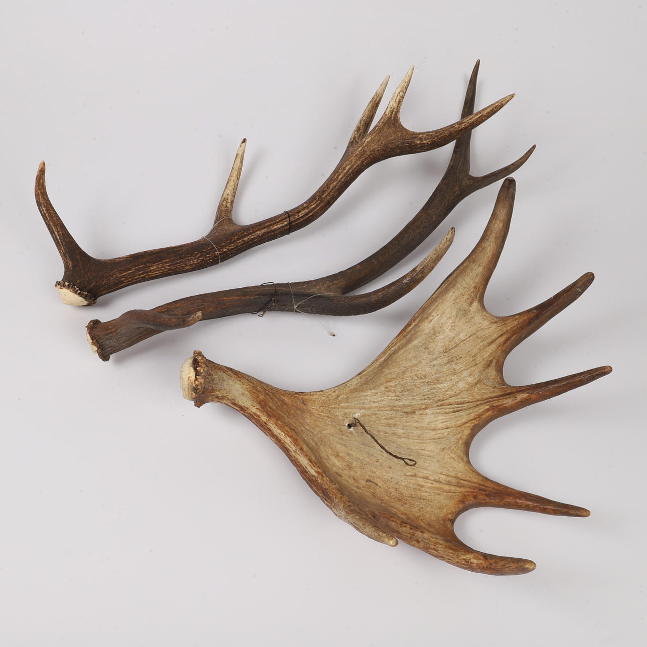 HORN, 3 stycken, älg/kronhjort.