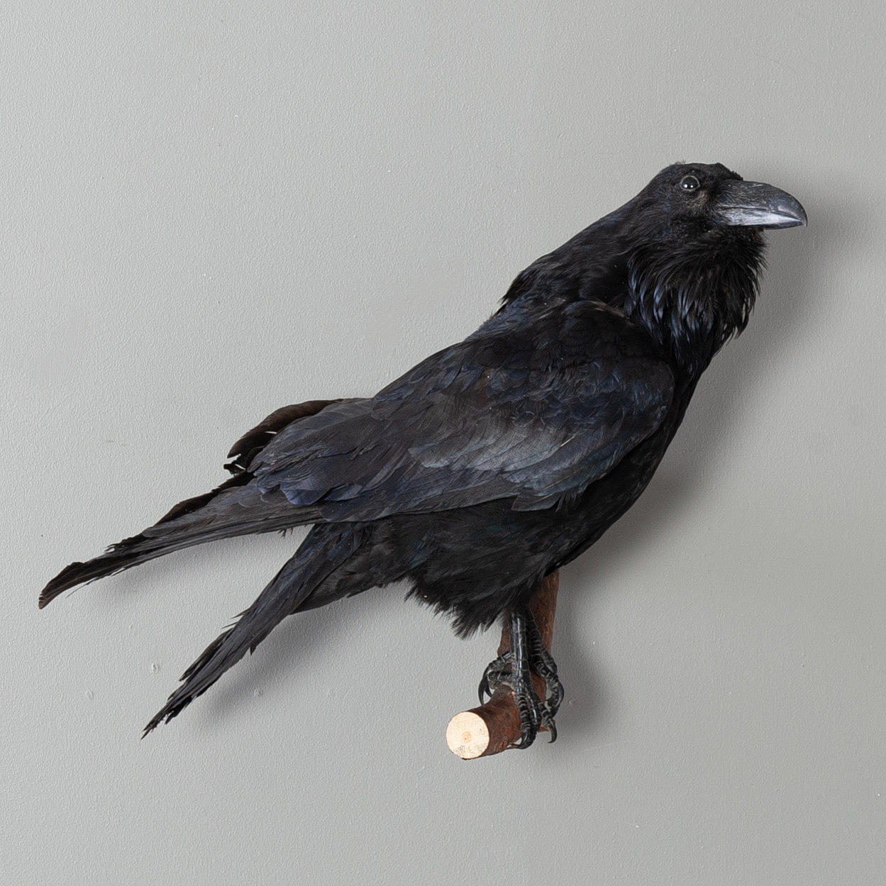 TAXIDERMI, cuervo disecado.