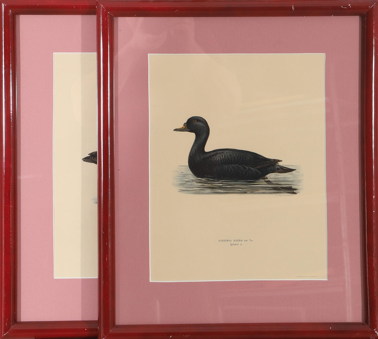 CUADROS, 2 estampas con patos.