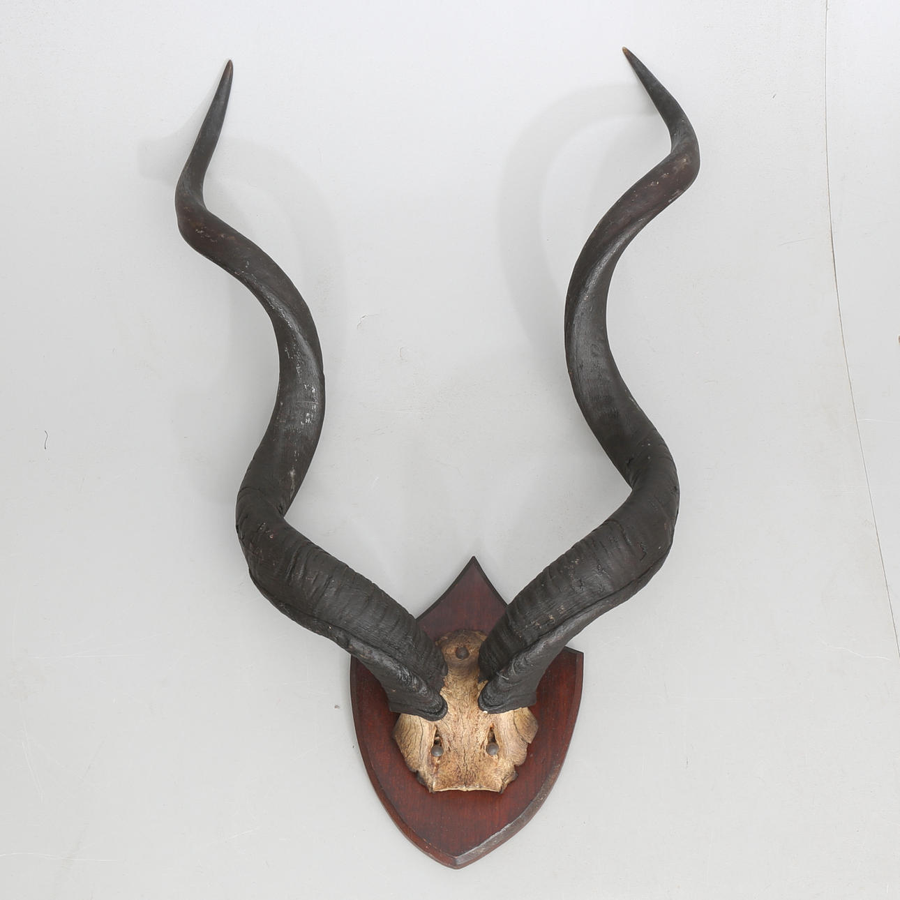 HORN, Kudu, Antilope, Afrika, 1900-tallet.