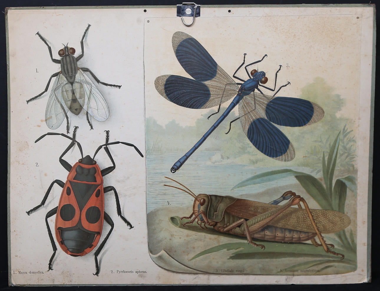 SCHOOL PLANSCH, including dragonfly and bow tie, 1900s.