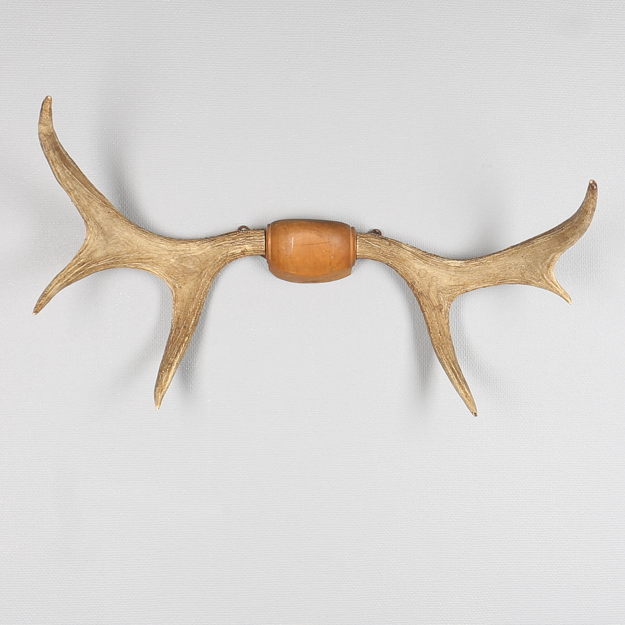 JAKTTROFÉ av älghorn. 1900-tal.